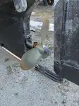 Vilktukas parduodamas