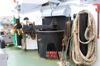 Vilktukas parduodamas