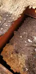 Vilktukas parduodamas