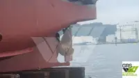 Vilktukas parduodamas