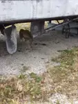 Nardymo palaikymo laivas parduodamas
