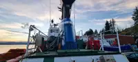 Vilktukas parduodamas