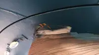 Vilktukas parduodamas