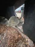 Vilktukas parduodamas