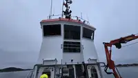 Vilktukas parduodamas
